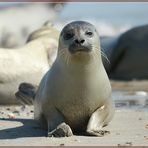 Helgoland Robbenbaby