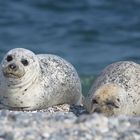 Helgoland Robbenruhe