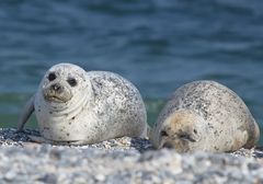 Helgoland Robbenruhe