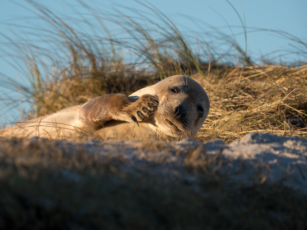 Helgoland / Seehund