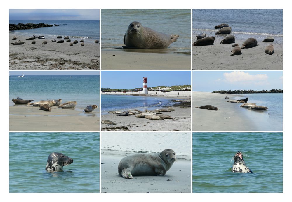 Helgoland - Seehunde auf der Düne