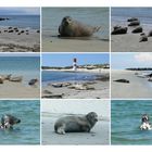 Helgoland - Seehunde auf der Düne