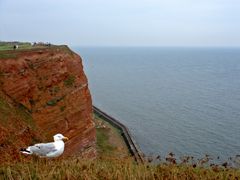 Helgoland Seemöwenperspektive?