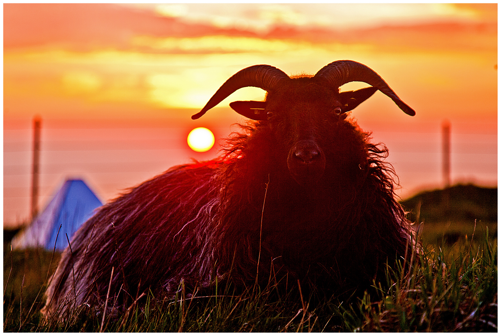 Helgoland - sheep-world