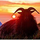 Helgoland - sheep-world