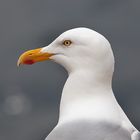 Helgoland - Silbermöve - Fotoworkshop Naturfotografie