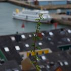 Helgoland Sommer 2014 - 3