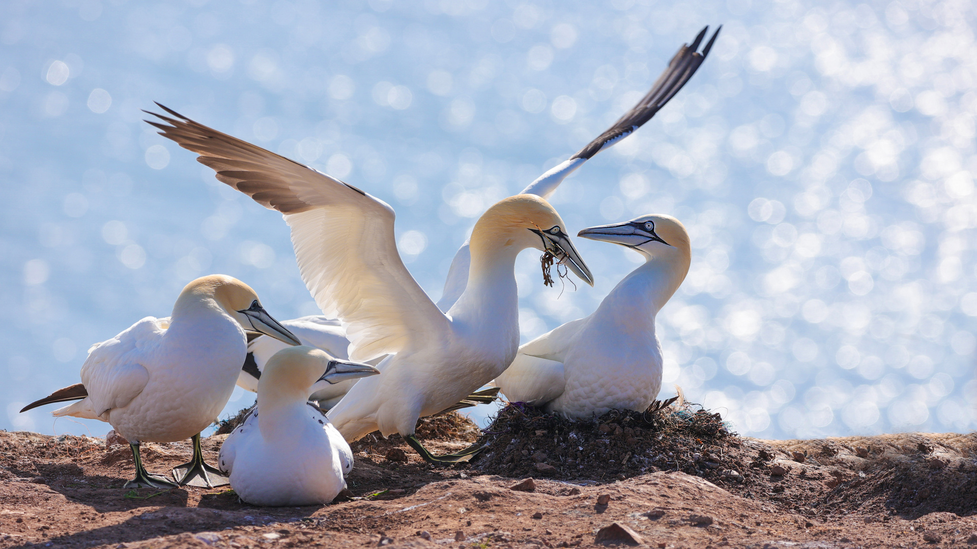 Helgoland Storys