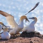 Helgoland Storys