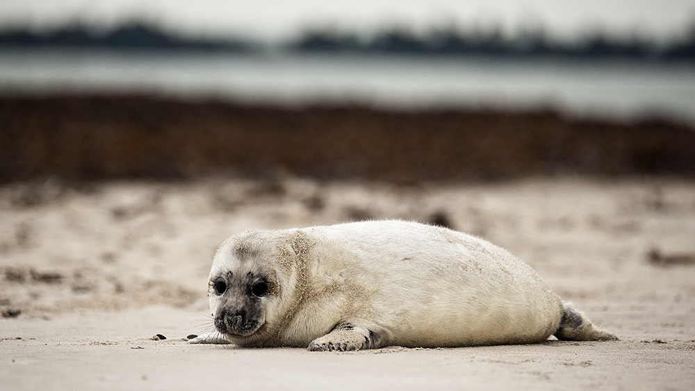 Helgoland - Südstrand / Düne