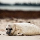 Helgoland - Südstrand / Düne