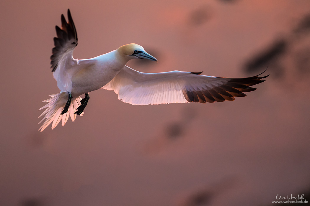 *** Helgoland Sunset ***