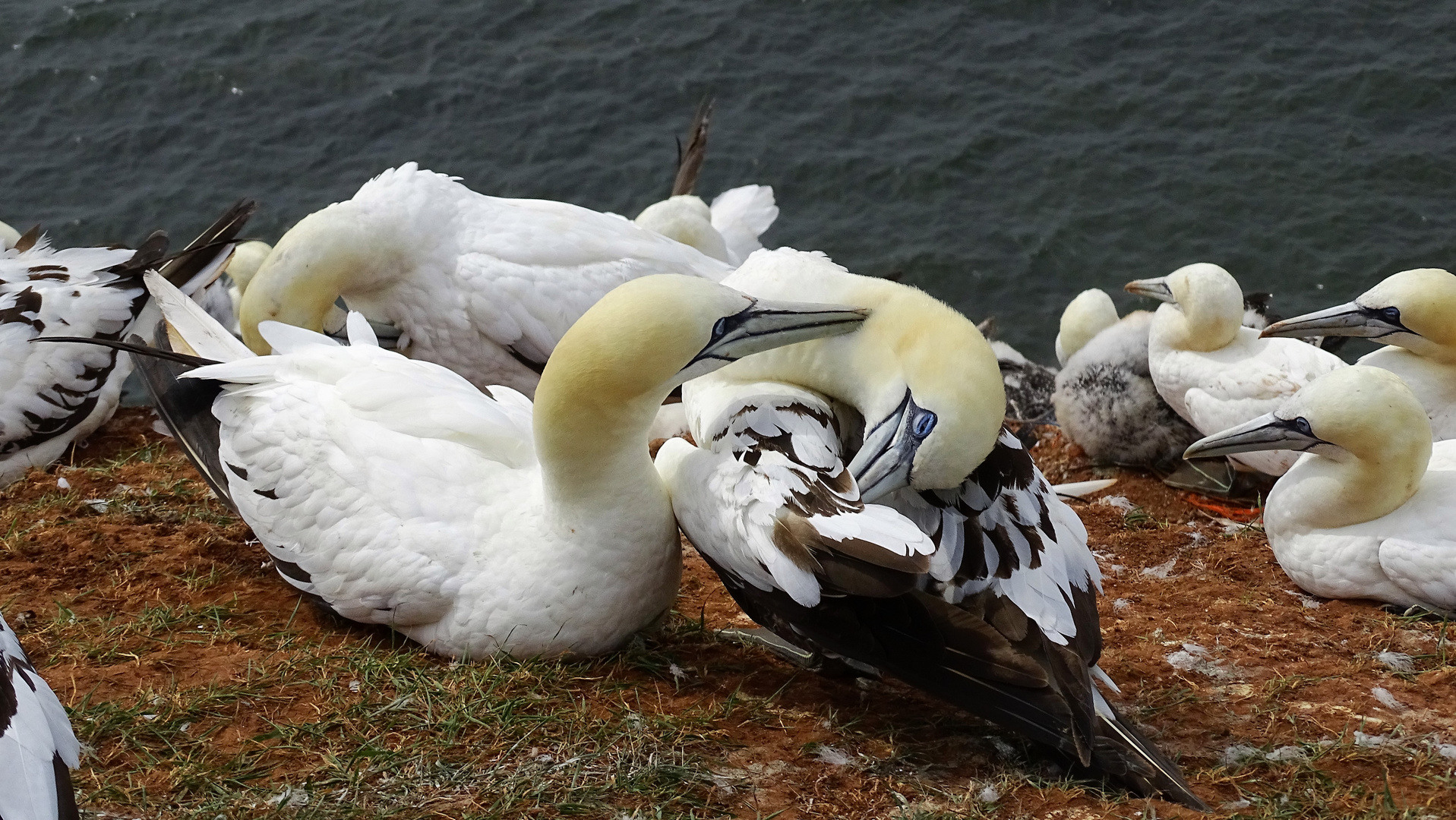 Helgoland-Tölpel