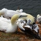 Helgoland-Tölpel