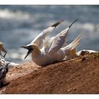 Helgoland Tölpel