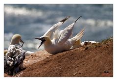 Helgoland Tölpel