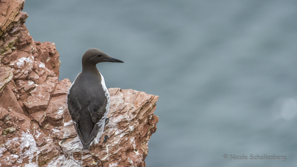 Helgoland - Trottellumme