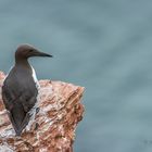 Helgoland - Trottellumme