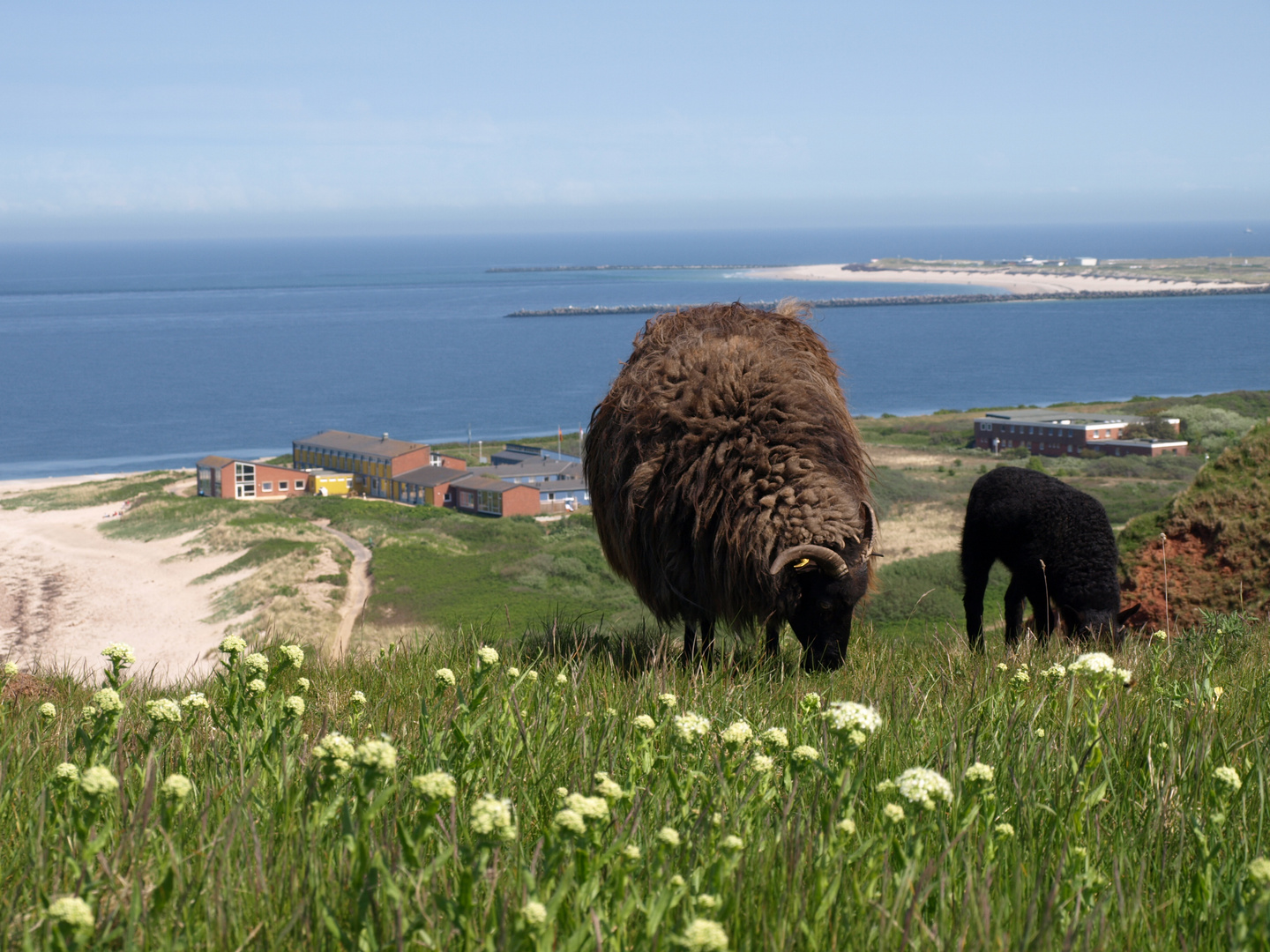 Helgoland und seine Schafe