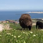 Helgoland und seine Schafe