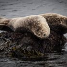 Helgoland , verschlafen.