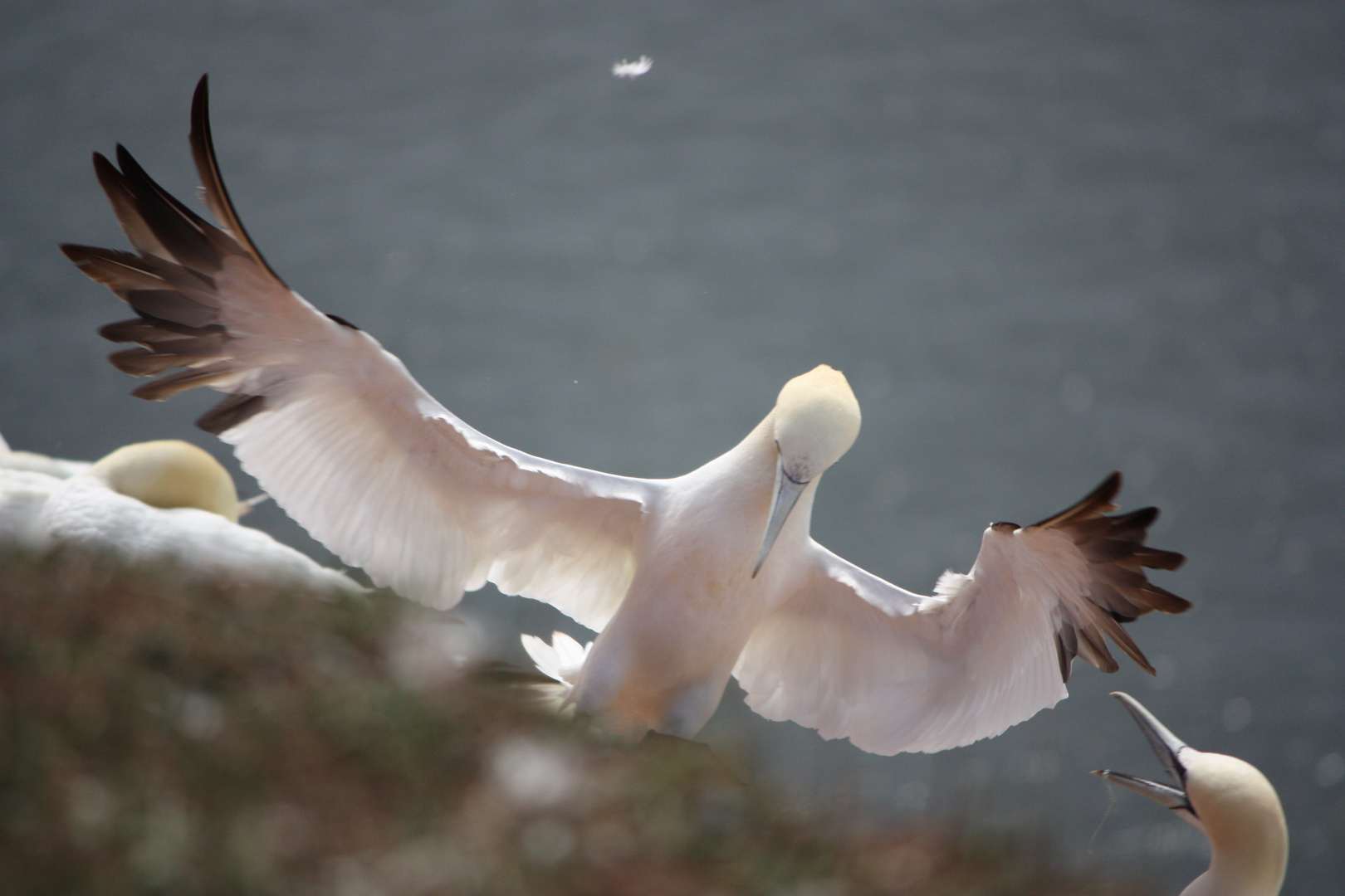 Helgoland Vögel