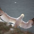 Helgoland Vögel