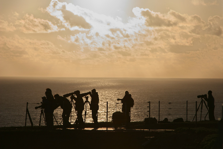 Helgoland - Westklippen - Sie lauern auf das ultimative Bastölpel-Foto