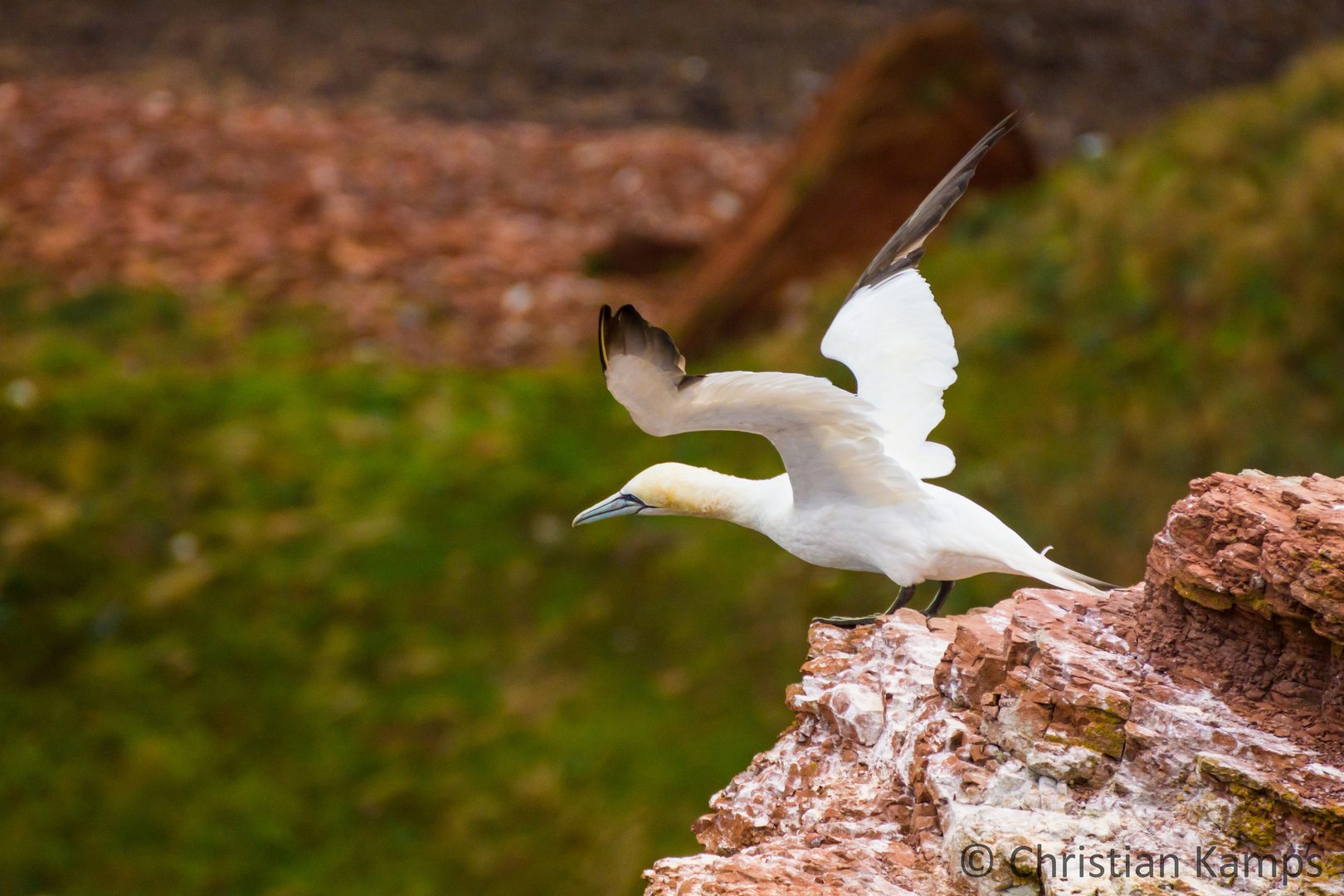 Helgoland Wildlife