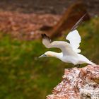 Helgoland Wildlife