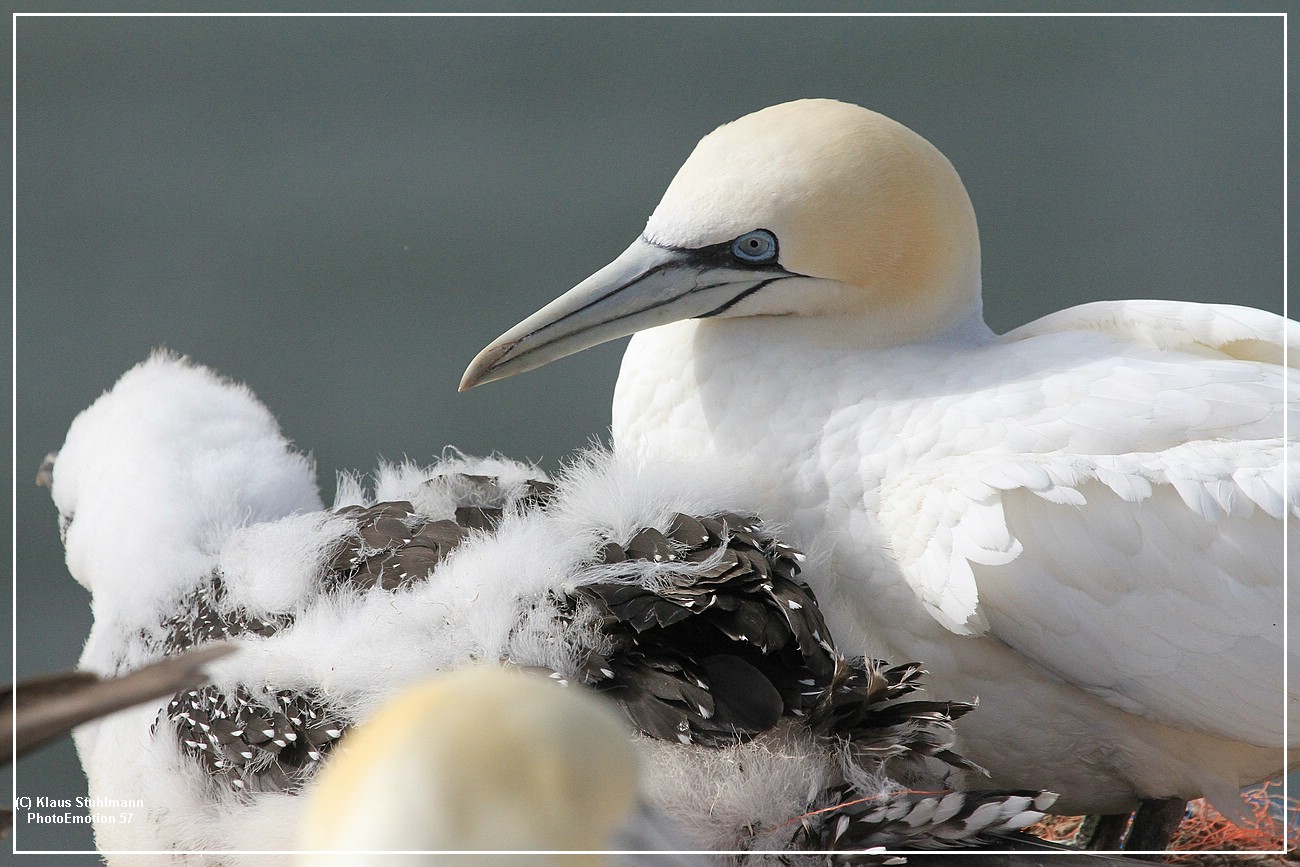 Helgoland007