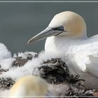 Helgoland007