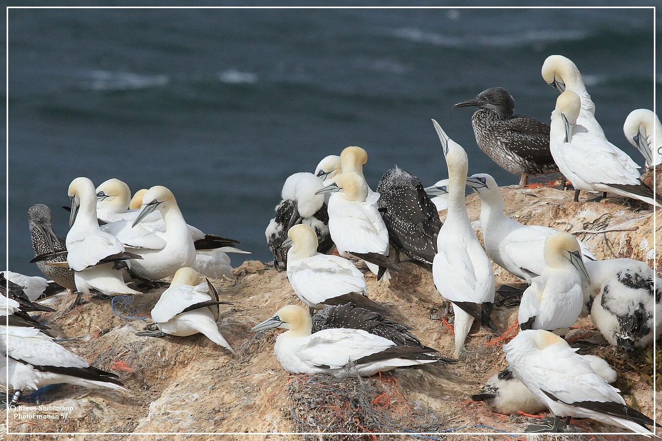 Helgoland008