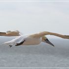 Helgoland009