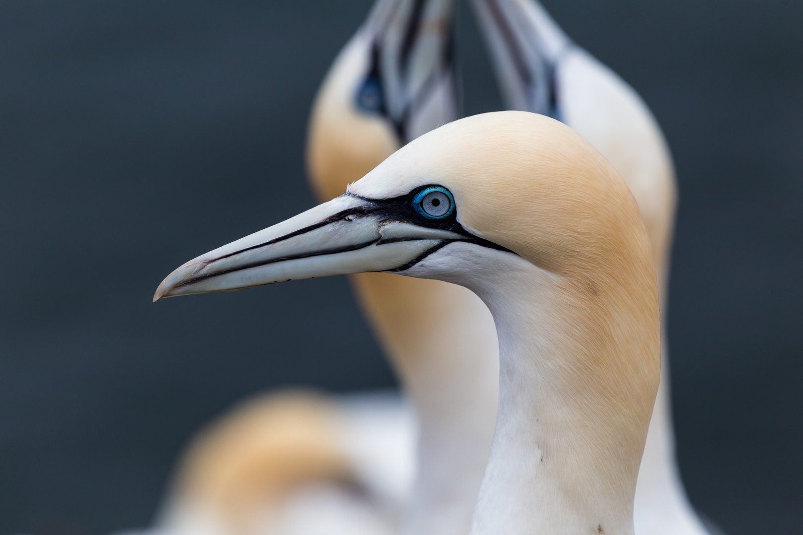 Helgoland1