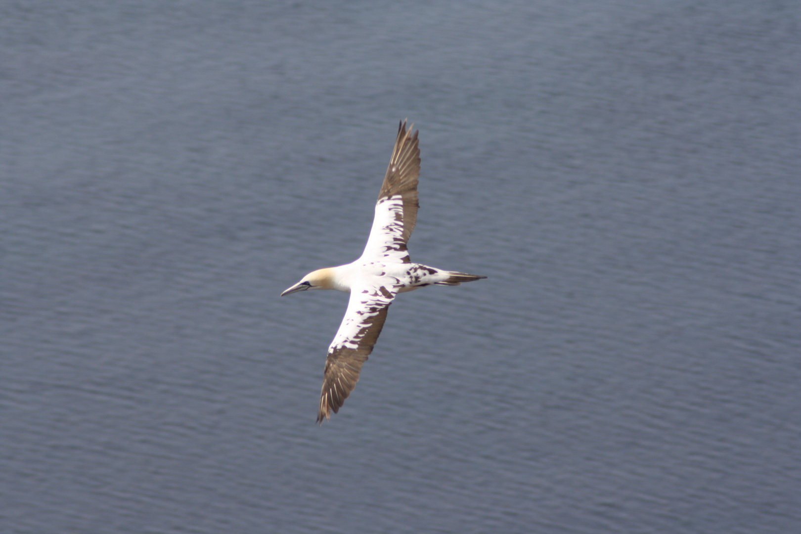 Helgoland1