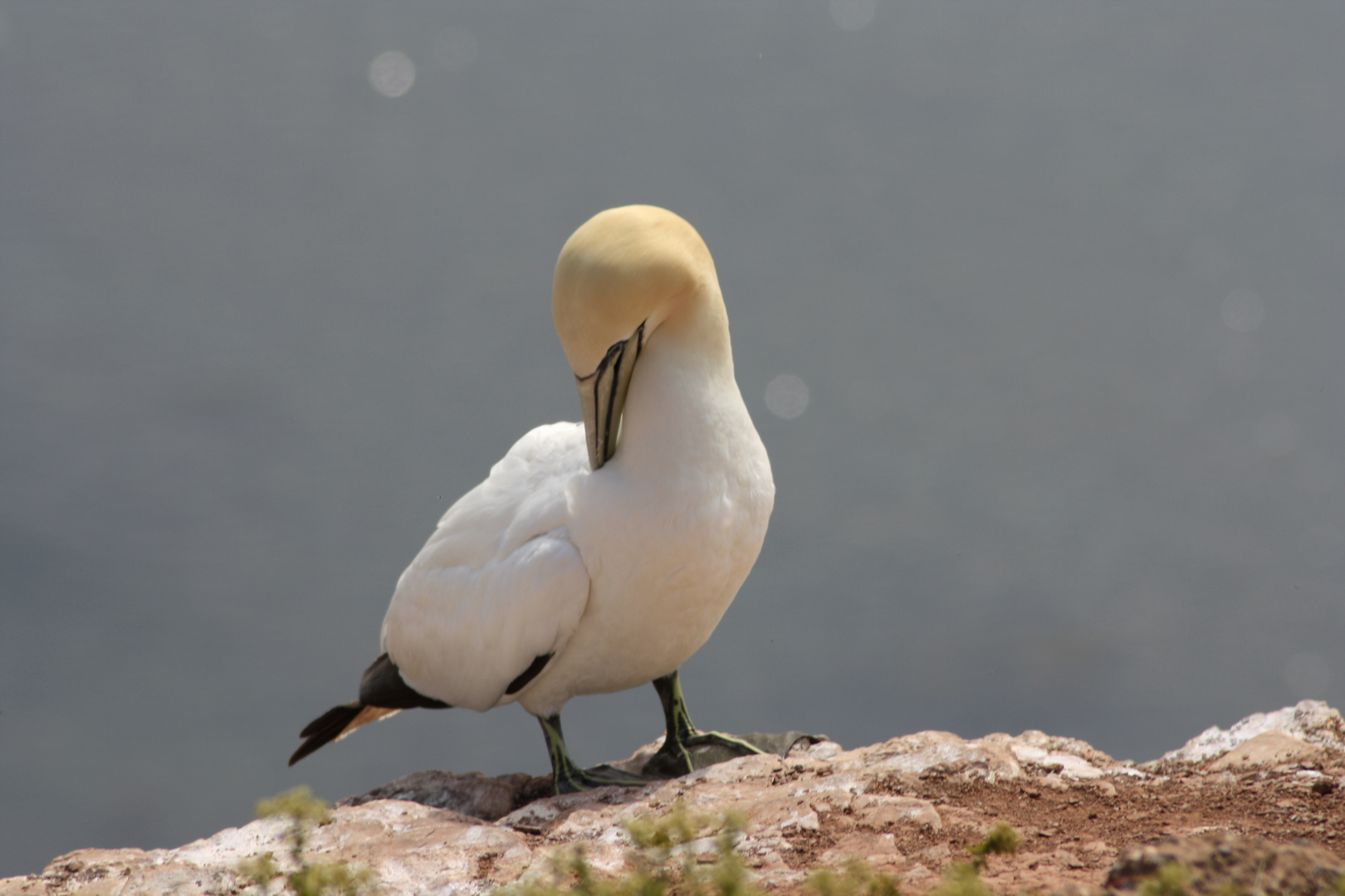 Helgoland2