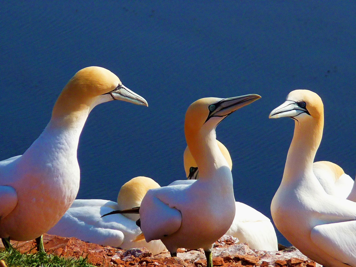 Helgoland...Basstölpel