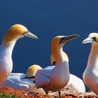 Helgoland...Basstölpel