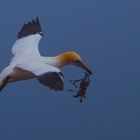 Helgoland_Basstölpel