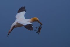 Helgoland_Basstölpel