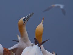 Helgoland_Basstölpel_Brutstätte