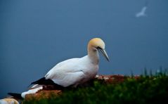 Helgoland_Basstöpel