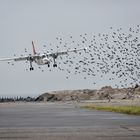 Helgolands Vögel