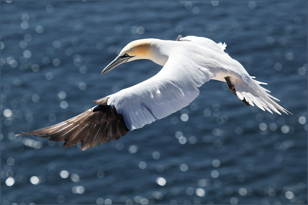 helgolands vögel