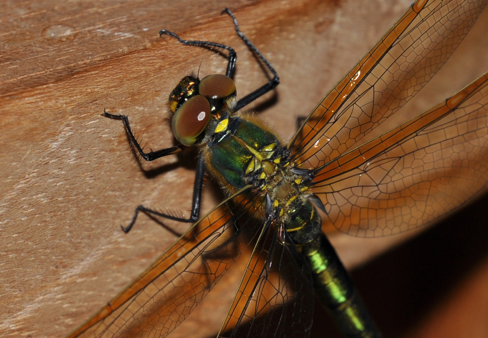 Heli der Natur 1