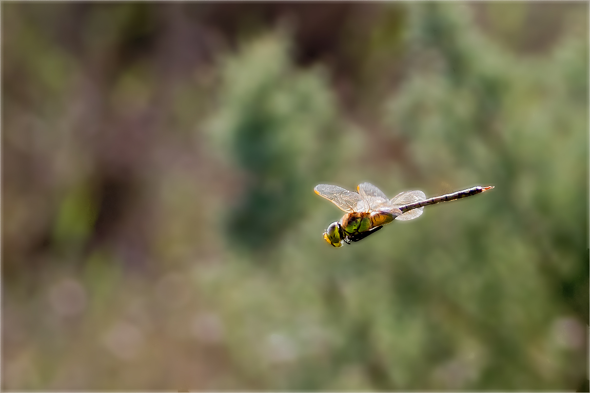 Heli im Albufera Nationalpark