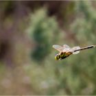 Heli im Albufera Nationalpark