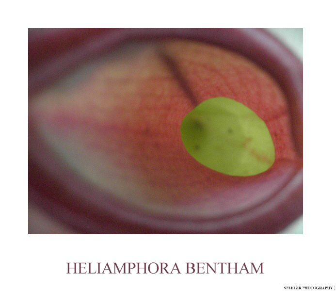 [ HELIAMPHORA BENTHAM ]