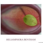 [ HELIAMPHORA BENTHAM ]